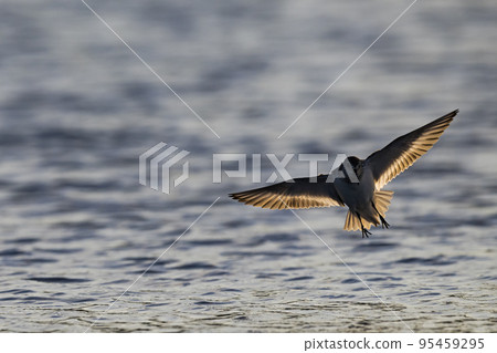 Dunlin landing 95459295