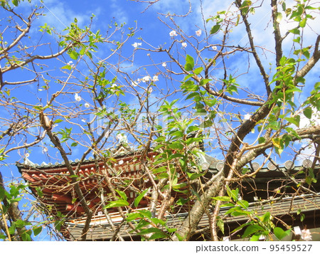Oeshiki cherry blossoms 95459527