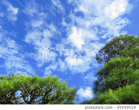 Pine and blue sky 95459529