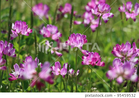 Astragalus flowers 95459532