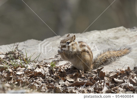 Cute squirrel looking for food in the early spring sun 95460084