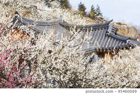 梅村花園盛開 95460089