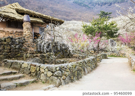 梅花村花園石牆路盛開 95460099