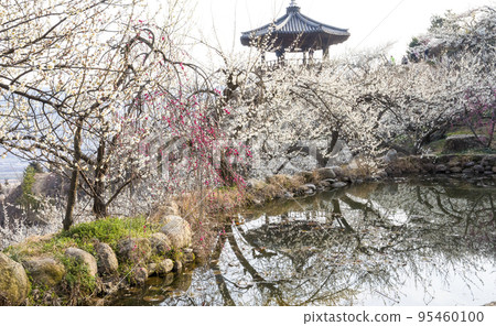 Plum Village Flower Garden Observatory and Lake in Full Bloom 95460100