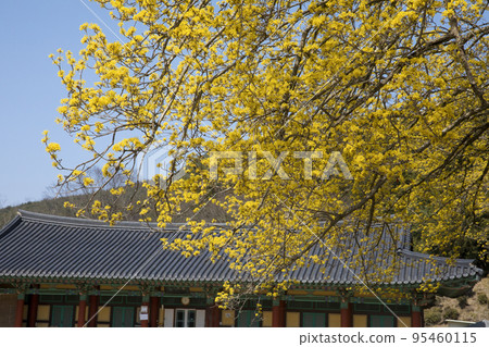 Yellow cornflowers blooming in a hanok house on the grounds of Songgwangsa Temple in Suncheon Yellow cornflowers blooming in a hanok house on the grounds of Songgwangsa Temple in Suncheon 95460115
