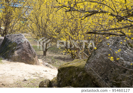 A yellow sansuyu flower blooming between the stone walls of Gurye Sansuyu Village A yellow sansuyu flower blooming between the stone walls of Gurye Sansuyu Village 95460127
