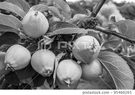 Photography on theme beautiful fruit branch apple tree Photography on theme beautiful fruit branch apple tree 95460265