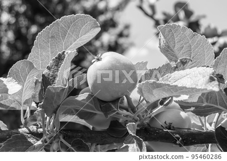 Photography on theme beautiful fruit branch apple tree Photography on theme beautiful fruit branch apple tree 95460286