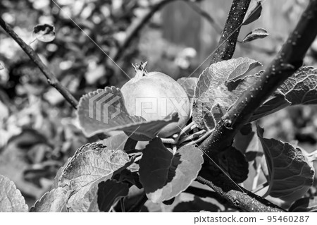 Photography on theme beautiful fruit branch apple tree Photography on theme beautiful fruit branch apple tree 95460287