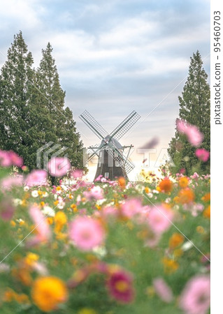 Akebono mountain agricultural park cosmos Akebono mountain agricultural park cosmos 95460703