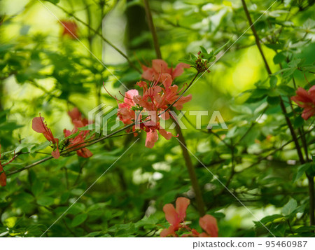 Azalea blooming in the forest Azalea blooming in the forest 95460987