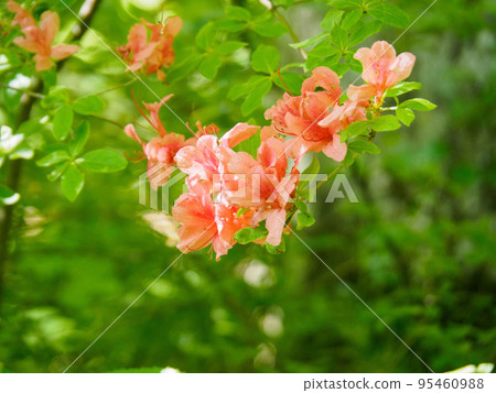 A mountain where Dutch azaleas are blooming A mountain where Dutch azaleas are blooming 95460988