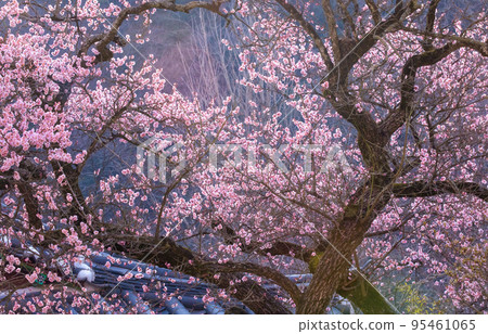 The 600-year-old red plum, known as a high-boy plum blossom, bloomed at Baekyangsa Temple in Jangseong. The 600-year-old red plum, known as a high-boy plum blossom, bloomed at Baekyangsa Temple in Jangseong. 95461065