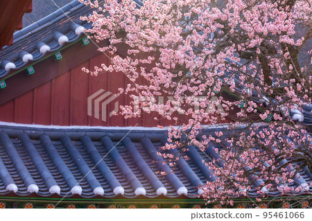 The 600-year-old red plum, known as a high-boy plum blossom, bloomed at Baekyangsa Temple in Jangseong. 95461066