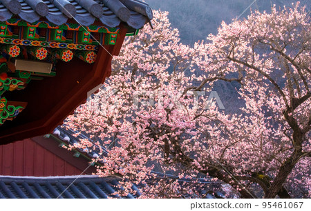 The 600-year-old red plum, known as a high-boy plum blossom, bloomed at Baekyangsa Temple in Jangseong. The 600-year-old red plum, known as a high-boy plum blossom, bloomed at Baekyangsa Temple in Jangseong. 95461067