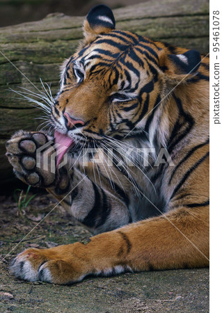 Sumatran tiger cleans his fur. (Panthera tigris sumatrae). Sumatran tiger cleans his fur. (Panthera tigris sumatrae). 95461078