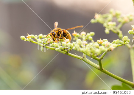 The flower of the bush mustard and the yellow hornet 95461093