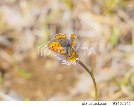 Phalacrocorax japonicus perched on a rock Phalacrocorax japonicus perched on a rock 95461145