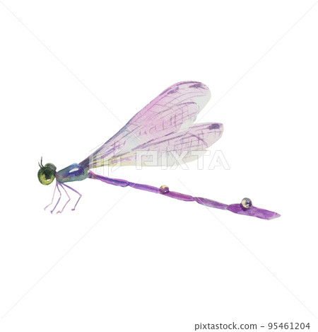 Hand drawn watercolor illustration of purple dragonfly isolated on white background. Hand drawn watercolor illustration of purple dragonfly isolated on white background. 95461204