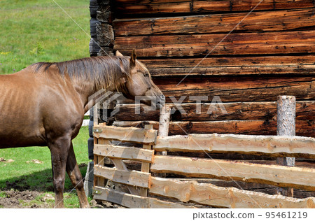 Horse throughts Horse throughts 95461219