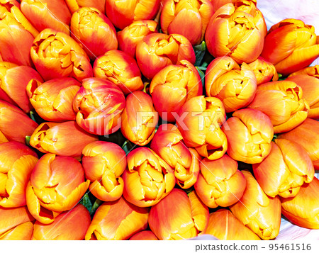 Festive bouquet of flowers of red and yellow tulips for Mother's Day. 95461516