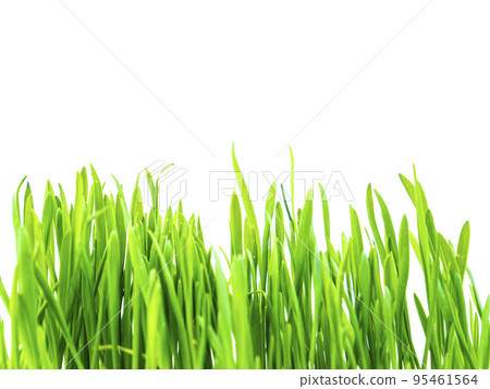 Spring green shoots of winter crops on a white background. Spring green shoots of winter crops on a white background. 95461564