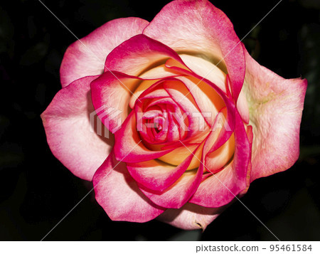 Pink rose flower on a black background. Pink rose flower on a black background. 95461584