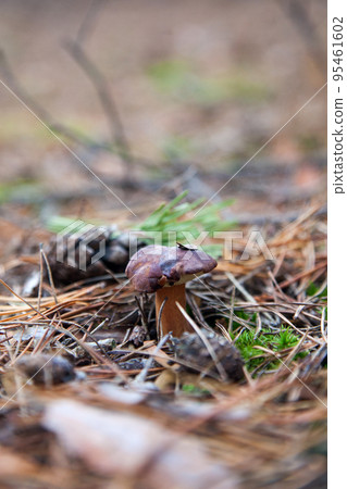 Imleria badia or Boletus badius commonly known as the bay bolete growing in pine tree forest.. Imleria badia or Boletus badius commonly known as the bay bolete growing in pine tree forest.. 95461602