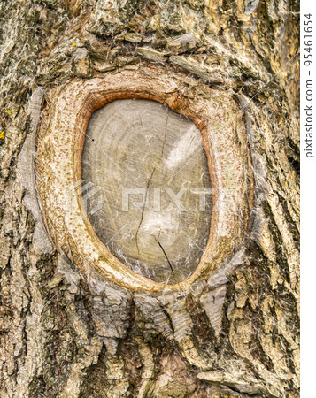 The texture of the cross section of a tree branch. The texture of the cross section of a tree branch. 95461654