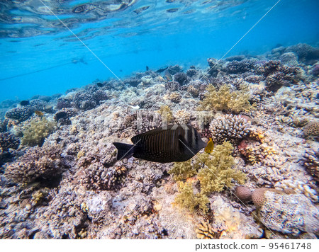 Red Sea sailfin tang or Desjardin's sailfin tang at coral reef.. 95461748