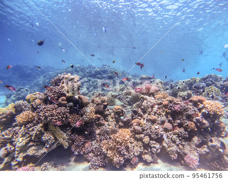 Underwater life of reef with corals, shoal of Lyretail anthias (Pseudanthias squamipinnis) and other kinds of tropical fish. Coral Reef at the Red Sea, Egypt. 95461756