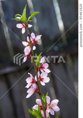 Pink flowers of the peach blossoms in garden at spring day.. Pink flowers of the peach blossoms in garden at spring day.. 95461820