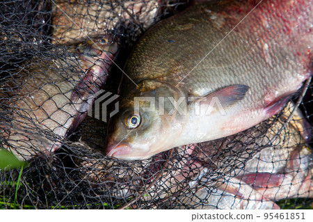 Successful fishing -  big freshwater bream fish on keepnet with fishery catch in it.. 95461851