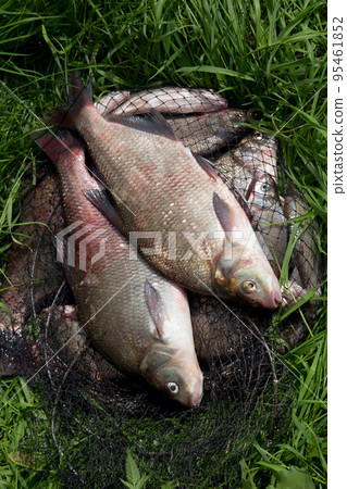 Two big freshwater common bream fish on natural background.. 95461852