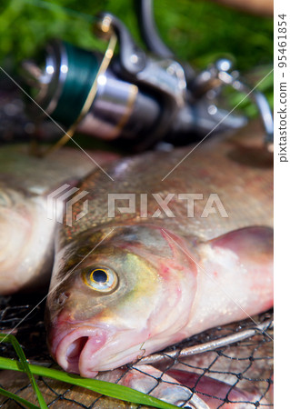 Close up view of big freshwater common bream fish on keepnet.. 95461854