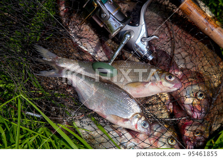 Two freshwater white bream or silver bream on keepnet with bronze breams or carp breams on green grass and fishing rod with reel on natural background.. 95461855