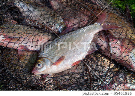 Single freshwater white bream or silver bream on keepnet with bronze breams or carp breams on green grass on natural background.. 95461856