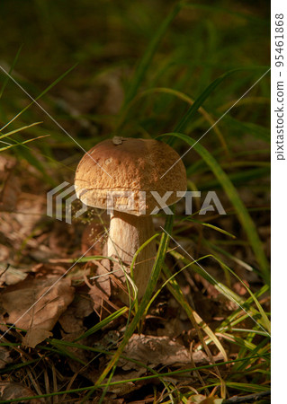 Boletus mushroom in the wild. Porcini mushroom grows on the forest floor at autumn season.. Boletus mushroom in the wild. Porcini mushroom grows on the forest floor at autumn season.. 95461868