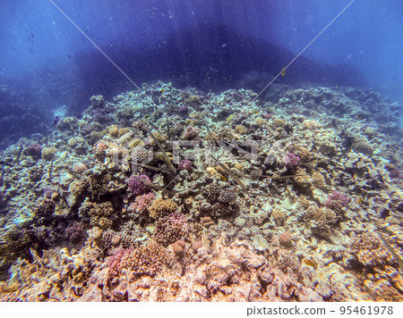 Bluespotted cornet fish, smooth cornet fish or smooth flutemouth at coral reef.. 95461978