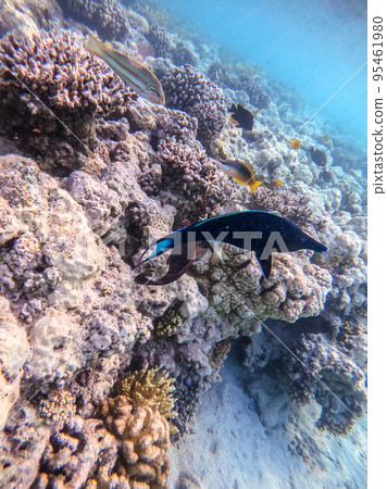 Birdmouth wrasse (Gomphosus Caeruleus) at coral reef.. 95461980