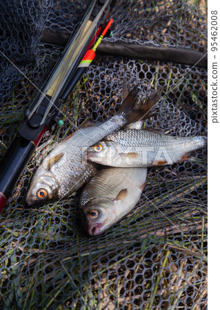 Several fish of common roach (Rutilus Rutilus) with float rod on black fishing net.. Several fish of common roach (Rutilus Rutilus) with float rod on black fishing net.. 95462008