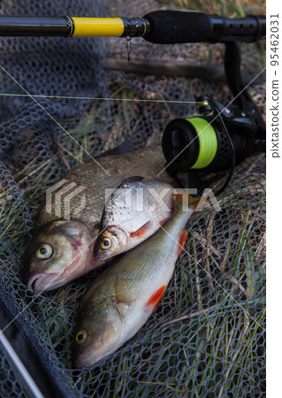 Assort kinds of fish -  freshwater common bream, common perch or European perch, white bream or silver bream and fishing rod with reel on black fishing net.. 95462031