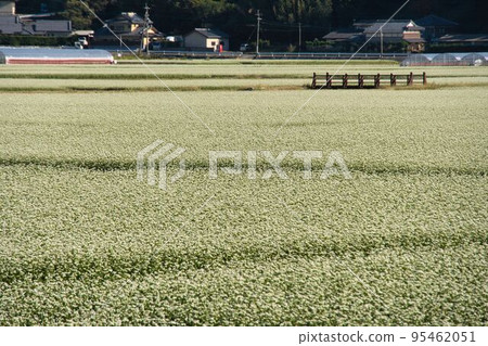 Buckwheat, buckwheat, buckwheat flower garden Flowers and agriculture photo material 6 95462051