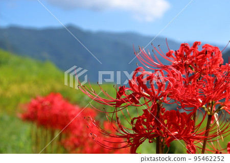 Cluster amaryllis blooming in Satoyama (Hachiune, Otoyo Town, Kochi Prefecture) Cluster amaryllis blooming in Satoyama (Hachiune, Otoyo Town, Kochi Prefecture) 95462252