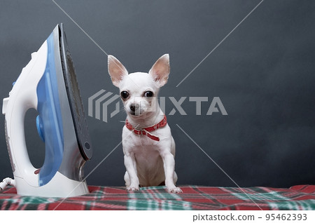 A small white chihuahua dog sits next to an electric iron on a black background in the studio and looks at the camera. The dog does housework and irons clothes. 95462393