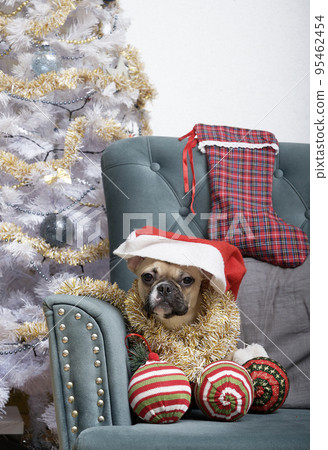 A bulldog dog with a lot of Christmas toys and a santa claus hat on his head sits in an armchair among a festive elegant interior. The dog is waiting for the celebration of the New Year. A bulldog dog with a lot of Christmas toys and a santa claus hat on his head sits in an armchair among a festive elegant interior. The dog is waiting for the celebration of the New Year. 95462454