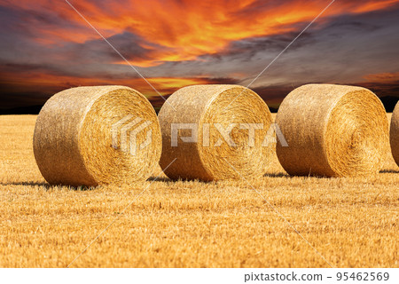 Row of Golden Hay Bales with Beautiful Sunset Sky - Italy Row of Golden Hay Bales with Beautiful Sunset Sky - Italy 95462569