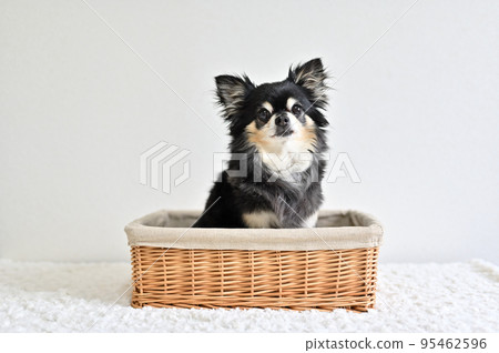 Senior dog Chihuahua entering the basket Senior dog Chihuahua entering the basket 95462596