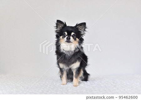 向上看的逗人喜愛的資深狗吉娃娃 95462600