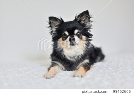 Chihuahua, a senior dog who relaxes by doing silly 95462606